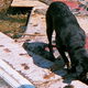 Illustration for article titled Dogs Can Detect Dead Bodies Better than Any Machine